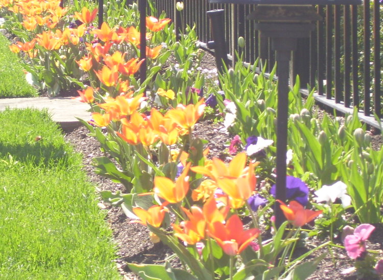 Tulips in the Spring